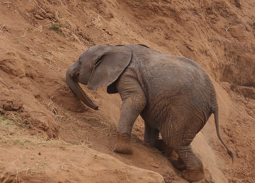 Elephant struggling to climb a hill